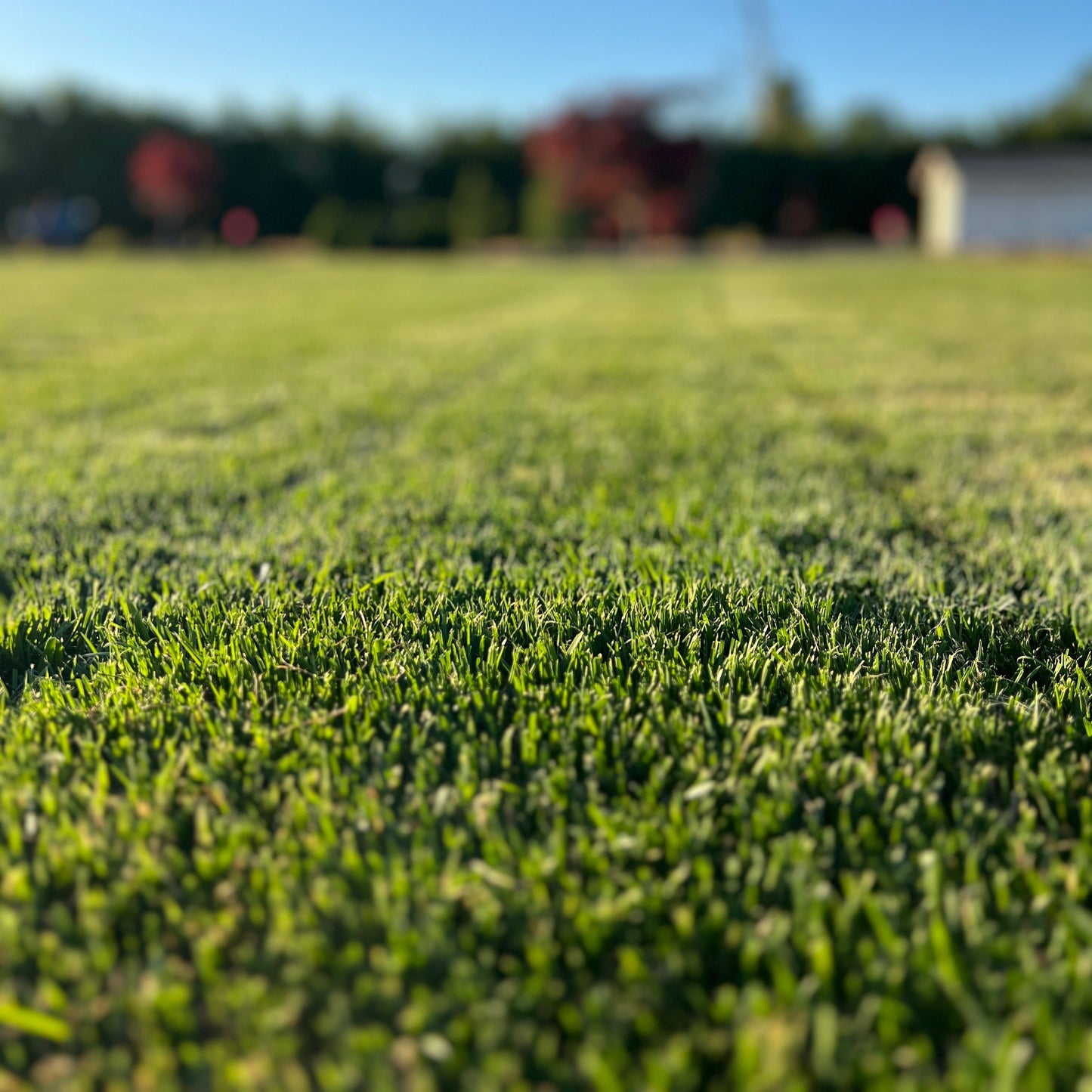 PURESPORT Ryegrass - 25 lb