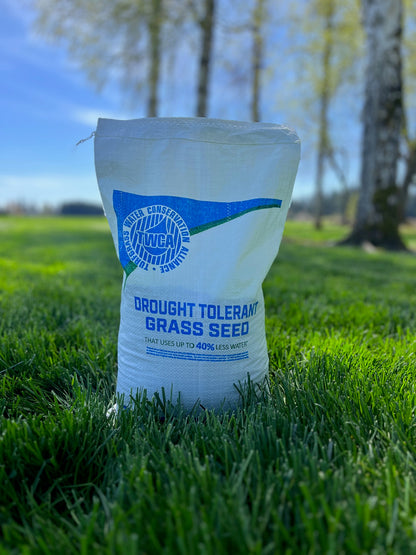 TWCA Tall Fescue
