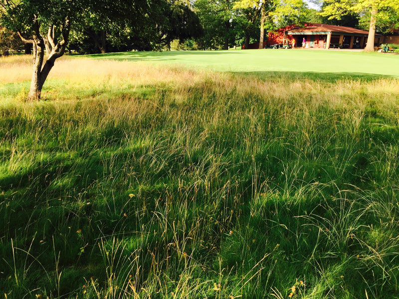 Bighorn GT Hard Fescue - 50lb