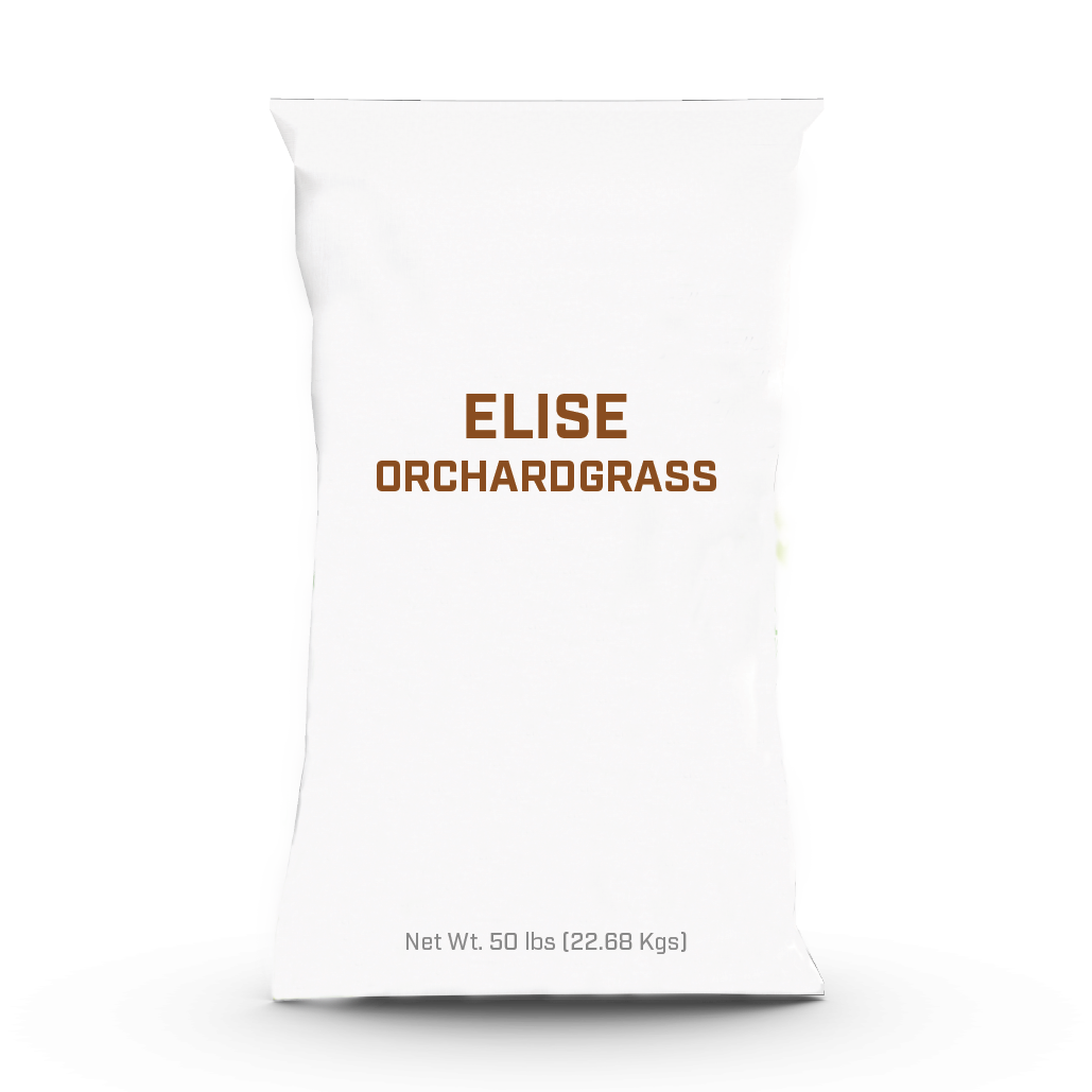 Elise Orchardgrass - 25lb