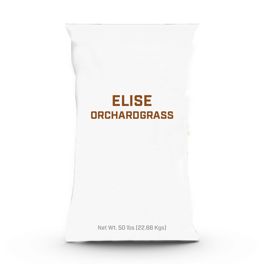 Elise Orchardgrass - 25lb