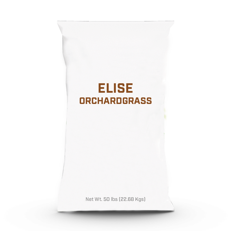 Elise Orchardgrass - 25lb