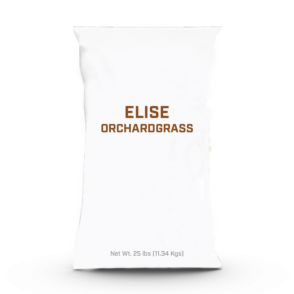 Elise Orchardgrass - 25lb