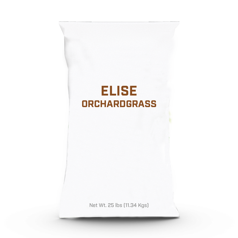 Elise Orchardgrass - 25lb