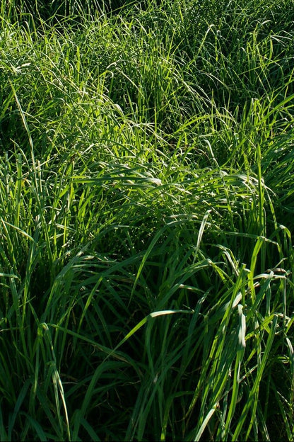 Elise Orchardgrass - 25lb