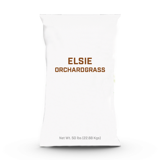 Elsie Orchardgrass - 25lb