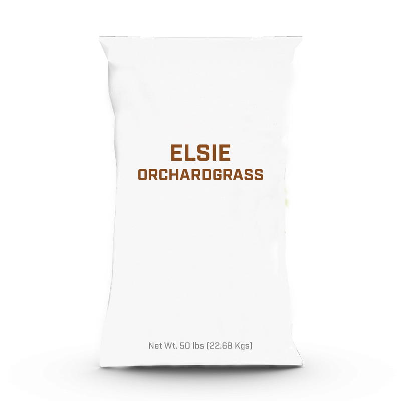Elsie Orchardgrass - 25lb