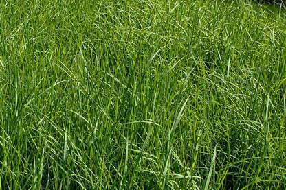 Elise Orchardgrass - 25lb