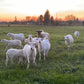 Pasture Mix - 50 lb