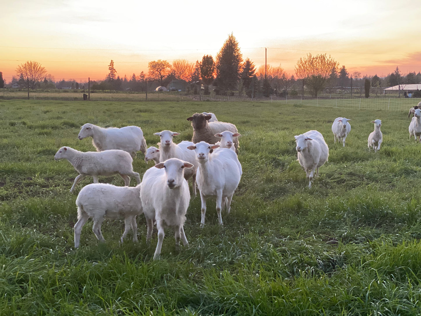 Pasture Mix - 50 lb