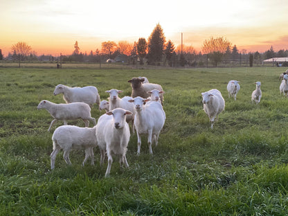 Pasture Mix
