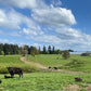 Pasture Mix - 50 lb