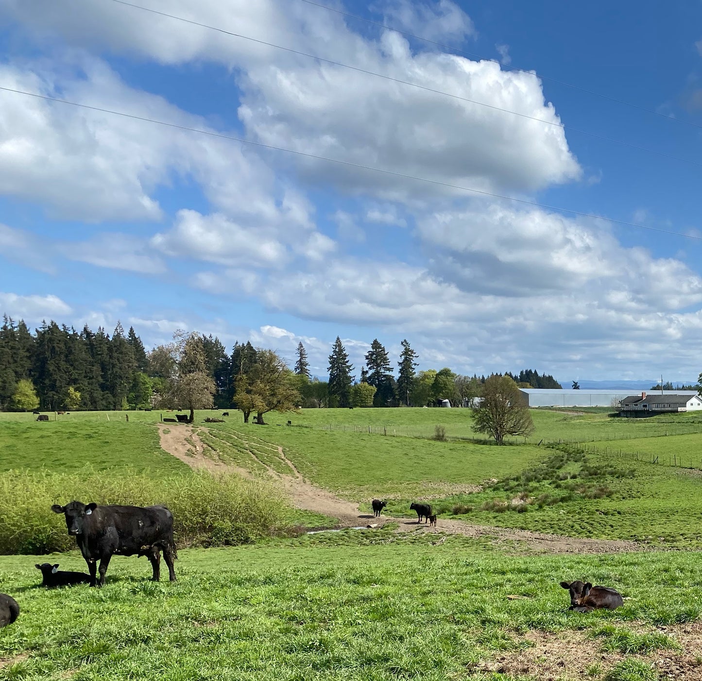 Pasture Mix - 50 lb