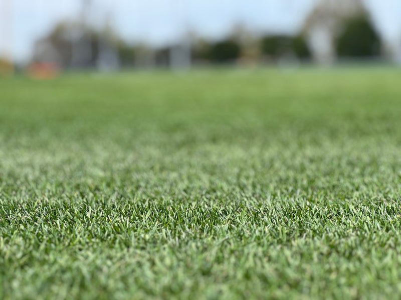 PURESPORT Ryegrass - 25 lb
