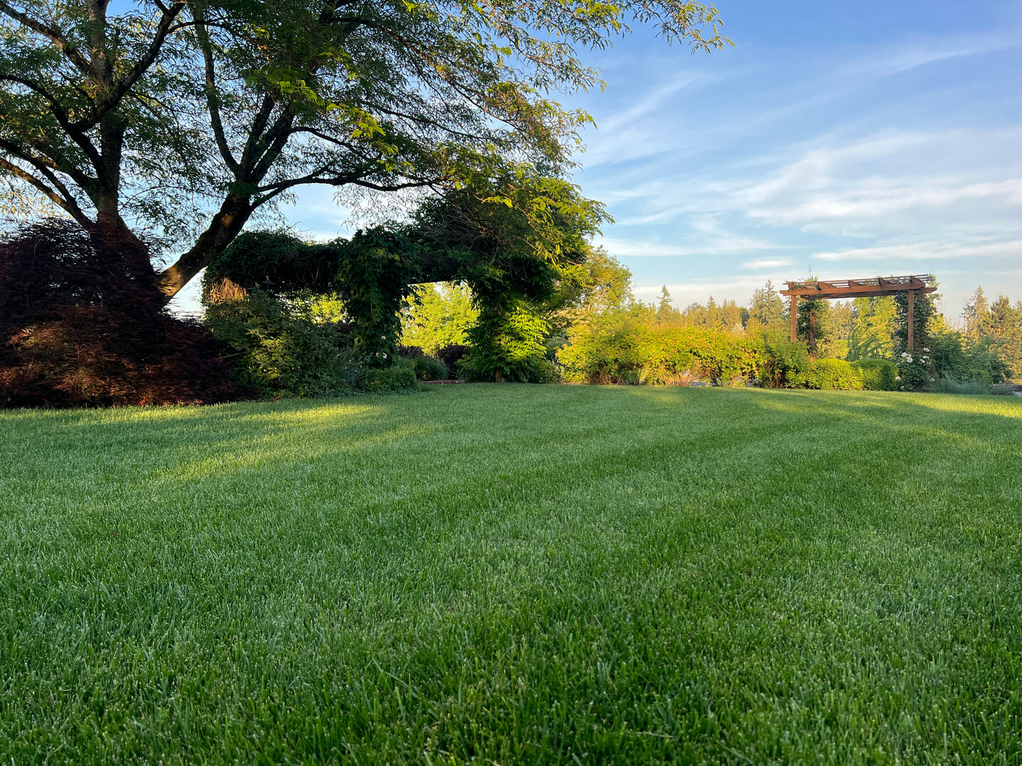 TWCA Tall Fescue - 10 lb