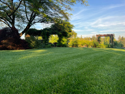 TWCA Tall Fescue