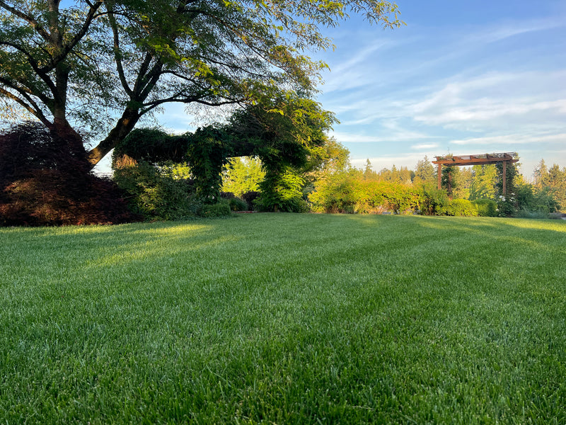 TWCA Tall Fescue
