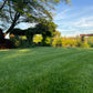 SUNGOLD TWCA Tall Fescue - 25 lb