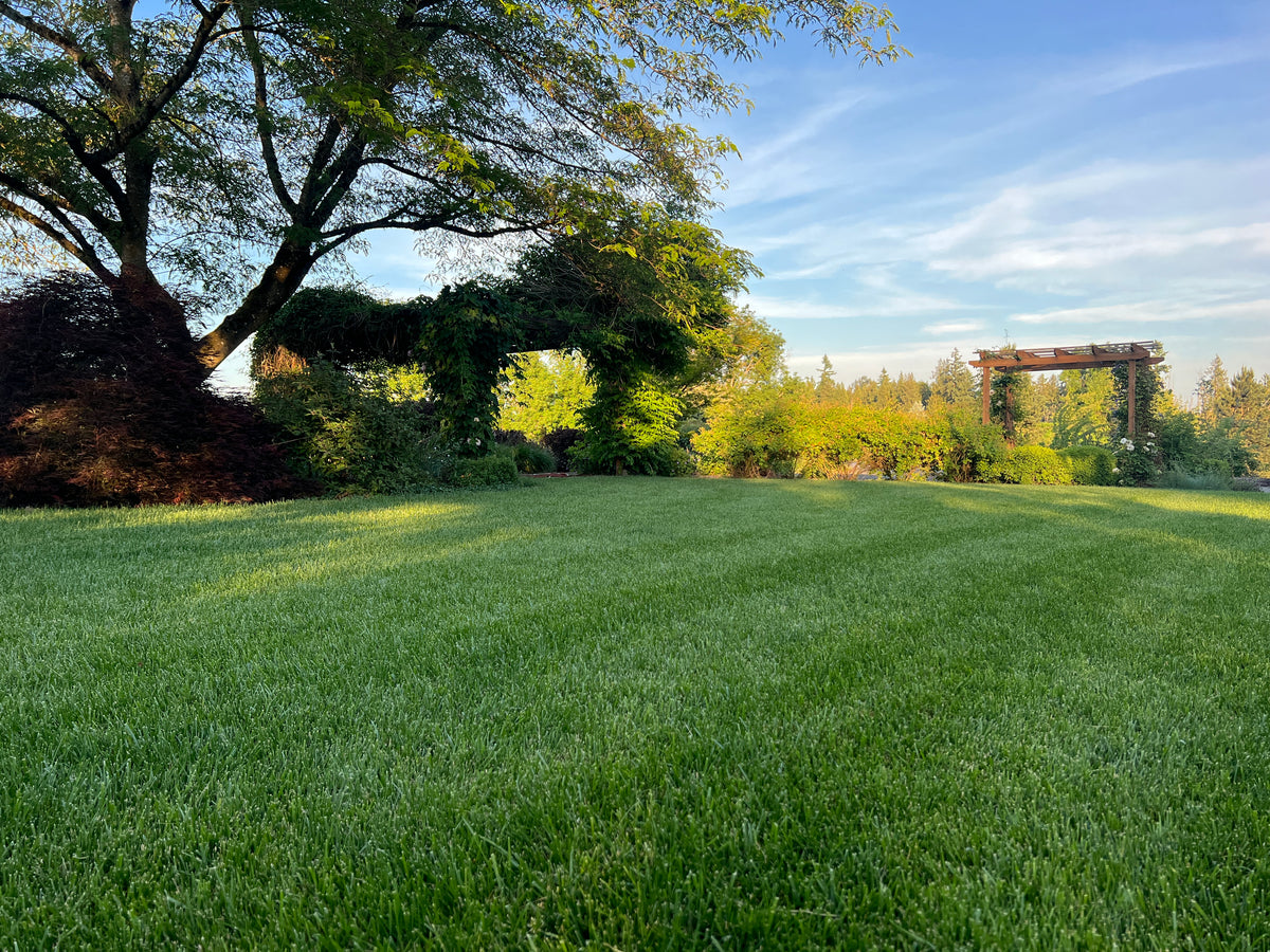 SUNGOLD TWCA Tall Fescue - 25 lb