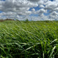 Pasture Mix - 50 lb