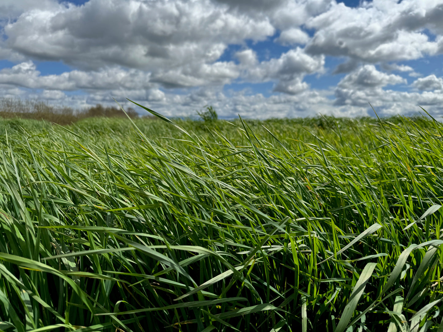 Pasture Mix - 50 lb