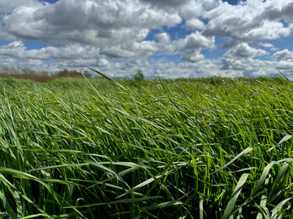Pasture Mix