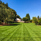 SUNGOLD TWCA Tall Fescue - 25 lb