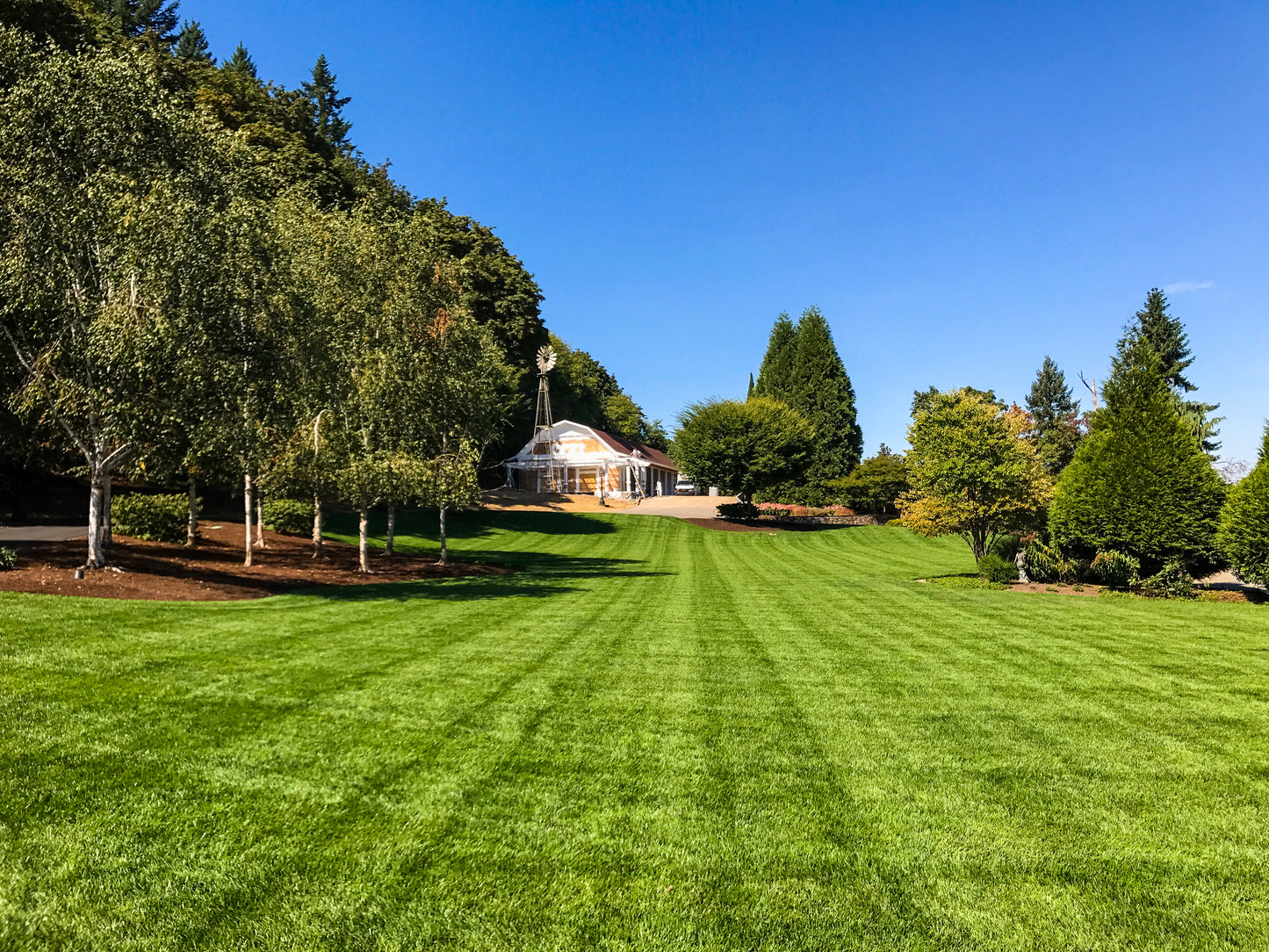 SUNGOLD TWCA Tall Fescue - 25 lb