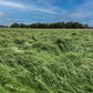 Ivory Teff - 50lb