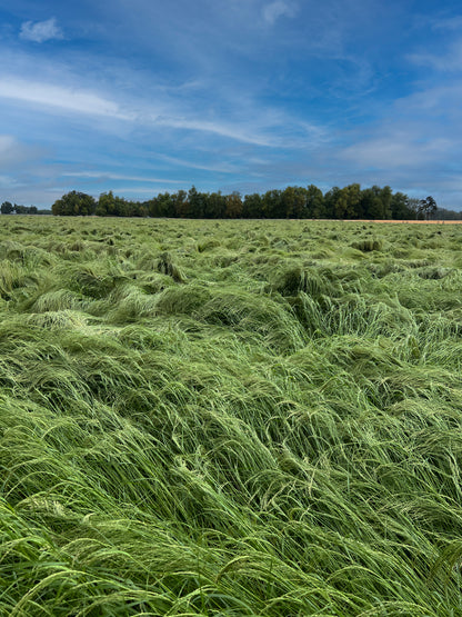 Ivory Teff - 50lb