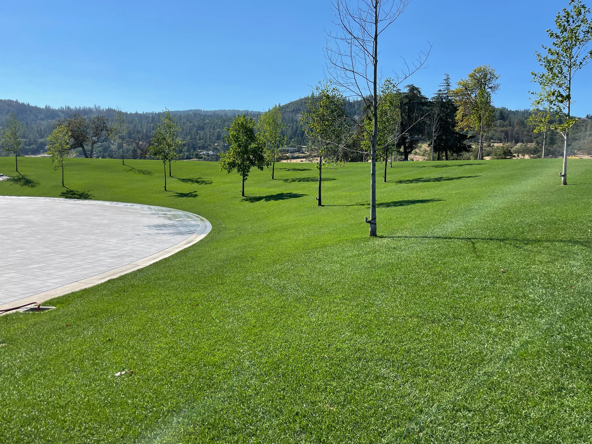 Tirem Kentucky Bluegrass